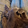 Smoky is registered to the contest to win money with this photo: animal, bed, blanket, cat, closeup, comfort, cozy, cute, domestic, feline, fur, gray_cat, indoor, paws, pet, relaxation, resting, sleeping, striped, whiskers