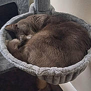 Smoky joined the competition — help win amazing prizes! cat, sleeping, cat_bed, cat_tree, gray_fur, curled_up, indoor, cozy, pet, fur, quiet, resting, animal, corner, soft_light, furniture, home, nap, calm, domestic_cat