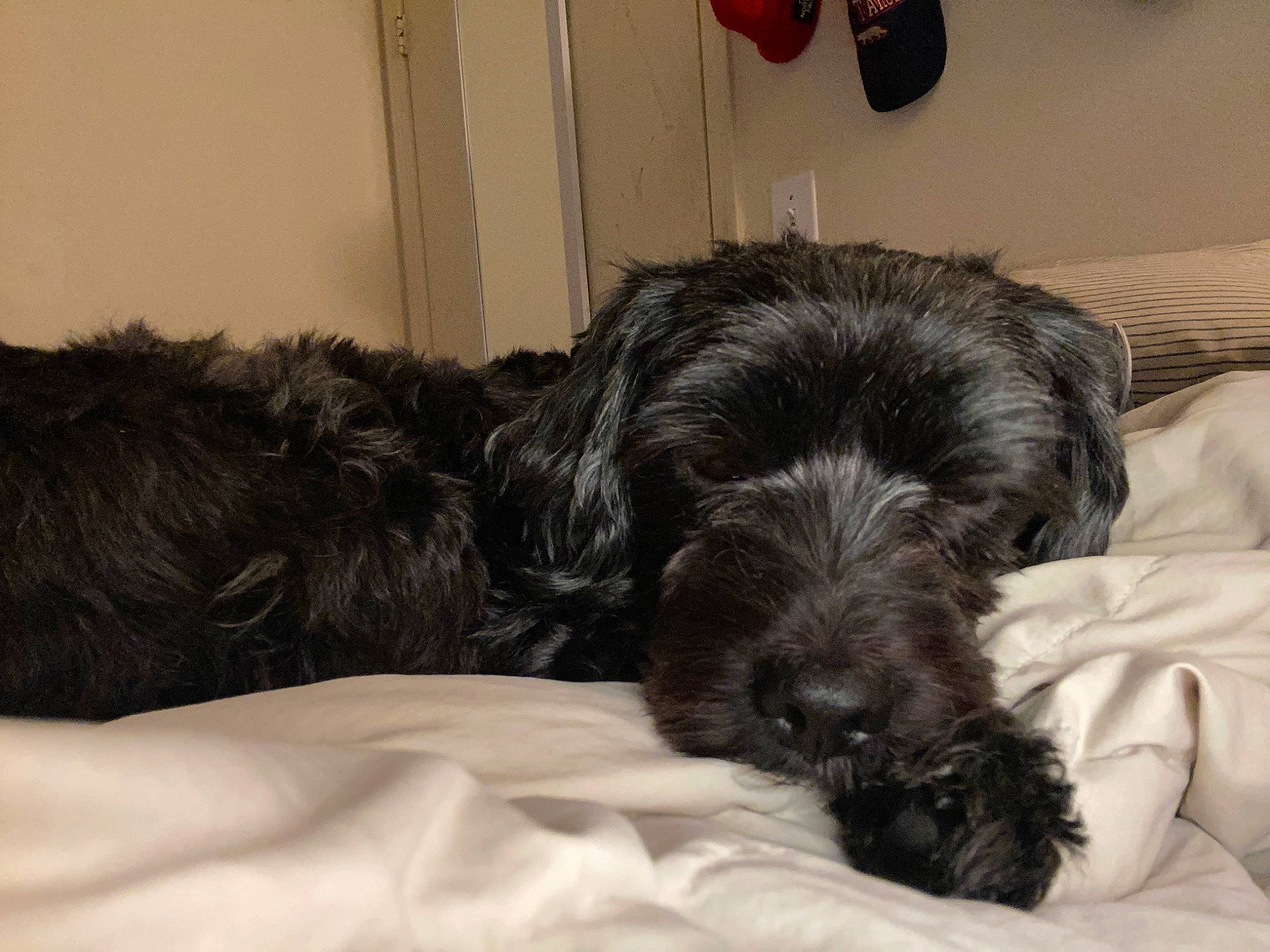 Tazz joined the competition — help win amazing prizes! affenpinscher, bolonka, canidae, carnivore, companion_dog, dog, dog_breed, ear, giant_schnauzer, mammal, miniature_schnauzer, nap, puppy, schnauzer, schnoodle, snout, sporting_group, terrier, tibetan_terrier, vertebrate