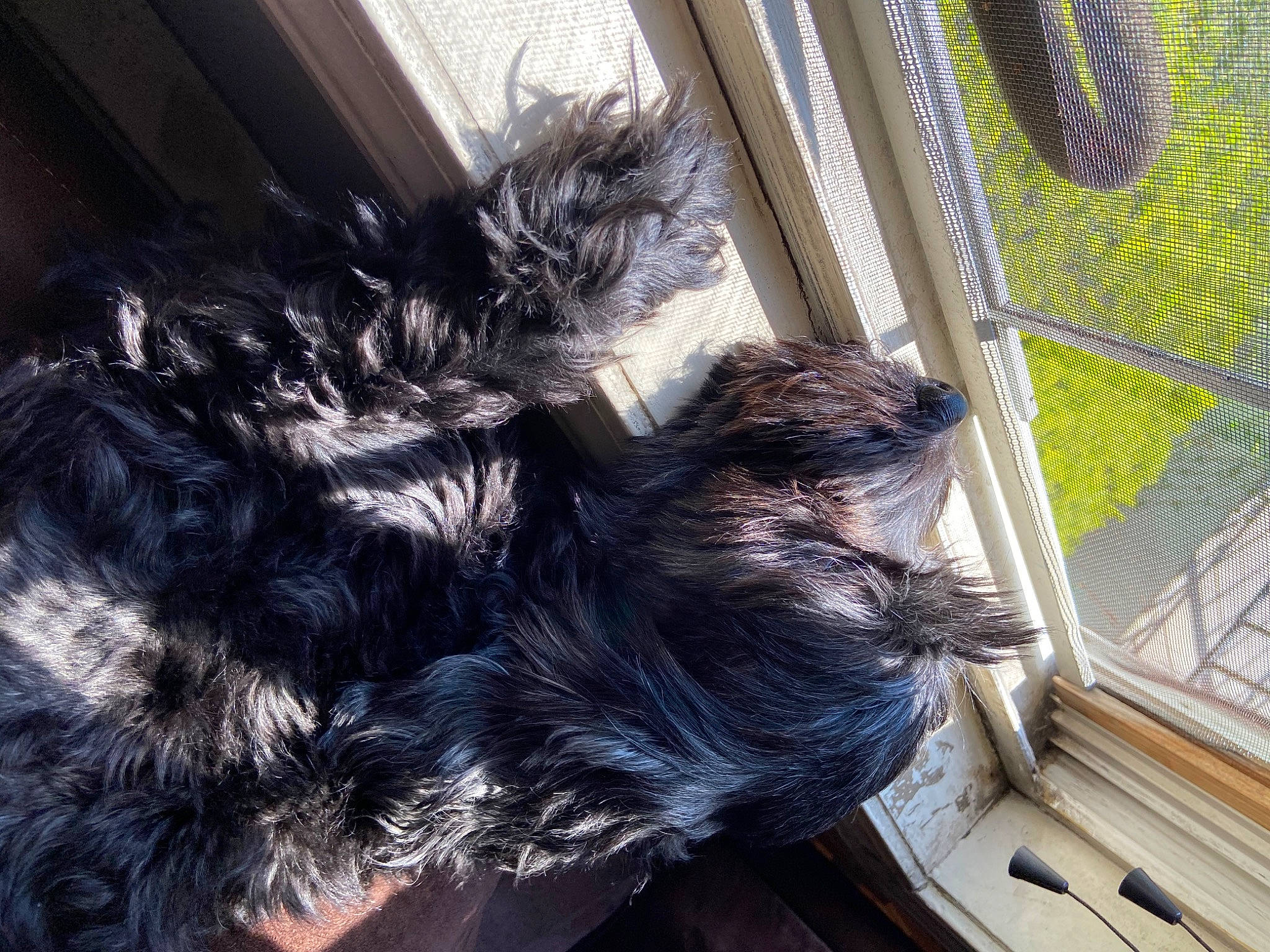 Tazz joined the competition — help win amazing prizes! affenpinscher, canidae, carnivore, dog, dog_breed, ear, fur, miniature_schnauzer, schnauzer, sporting_group, tail, terrier