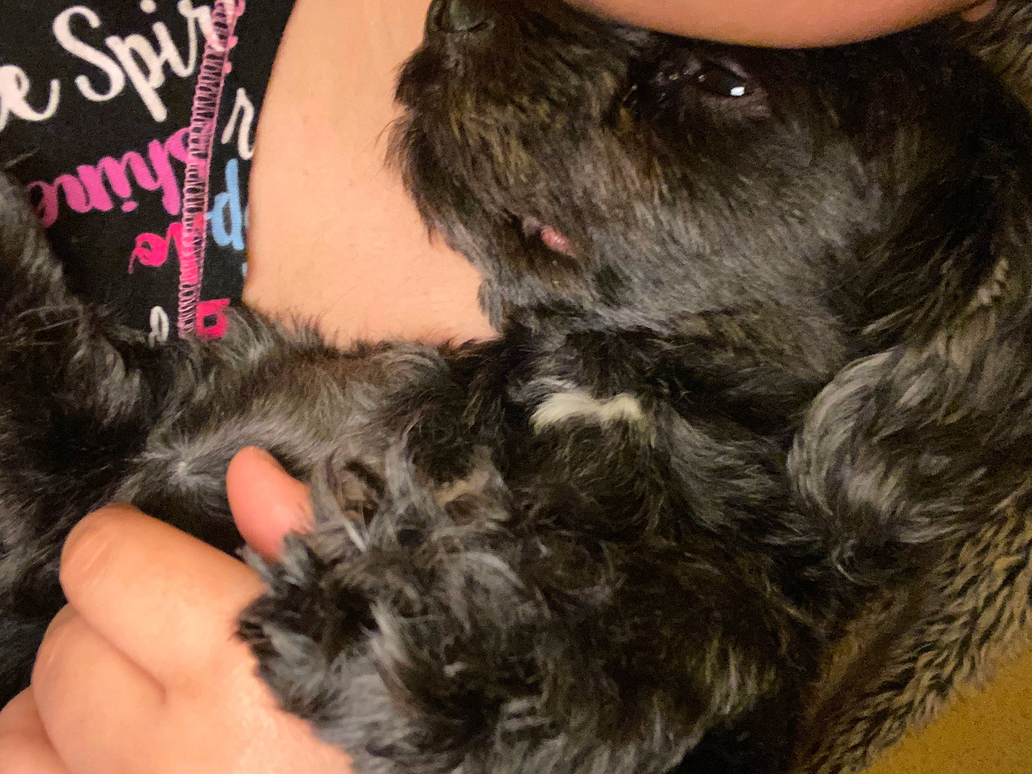 Tazz joined the competition — help win amazing prizes! affenpinscher, black_hair, bolonka, canidae, carnivore, dog, dog_breed, ear, fur, hair, miniature_schnauzer, puppy, puppy_love, schnauzer, schnoodle, sporting_group, terrier