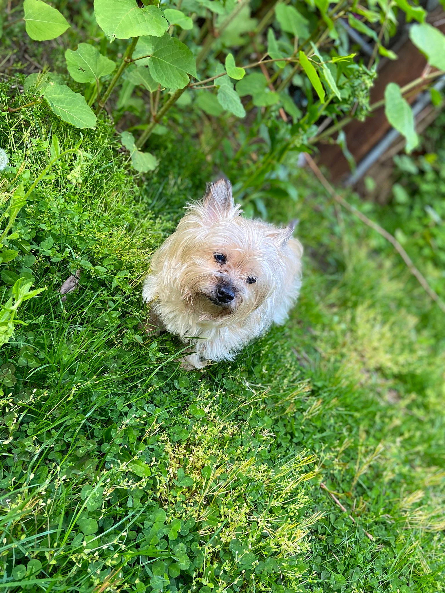 Grandpa joined the competition — help win amazing prizes! cairn_terrier, canidae, carnivore, chinese_imperial_dog, companion_dog, dog, dog_breed, glen_of_imaal_terrier, grass, lawn, mammal, morkie, norfolk_terrier, norwich_terrier, pomeranian, puppy, rare_breed_dog, terrier, vertebrate, west_highland_white_terrier