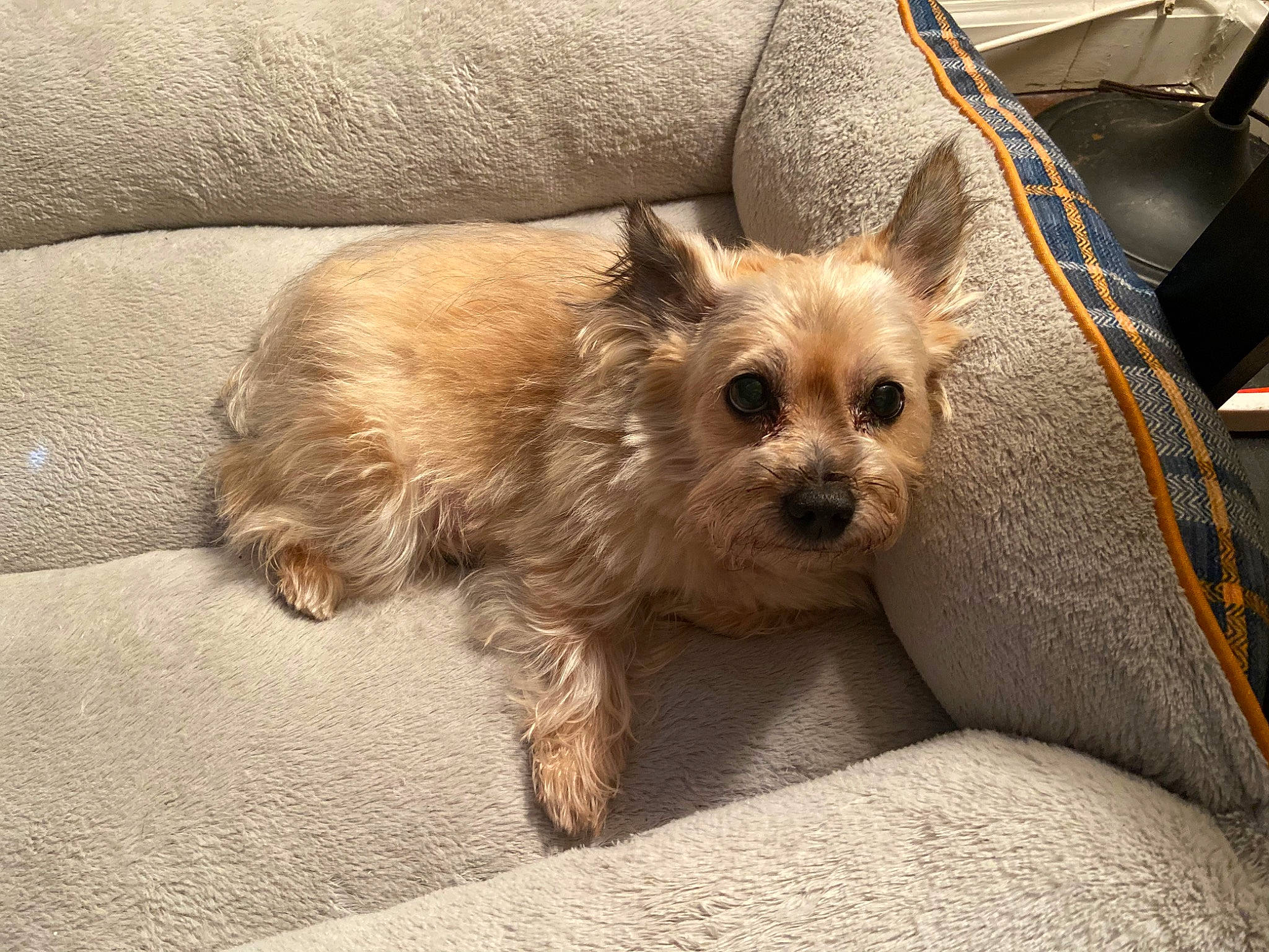 Grandpa joined the competition — help win amazing prizes! australian_silky_terrier, australian_terrier, cairn_terrier, canidae, carnivore, companion_dog, dog, dog_breed, glen_of_imaal_terrier, mammal, morkie, norwich_terrier, puppy, rare_breed_dog, small_terrier, snout, terrier, vertebrate, west_highland_white_terrier, yorkshire_terrier