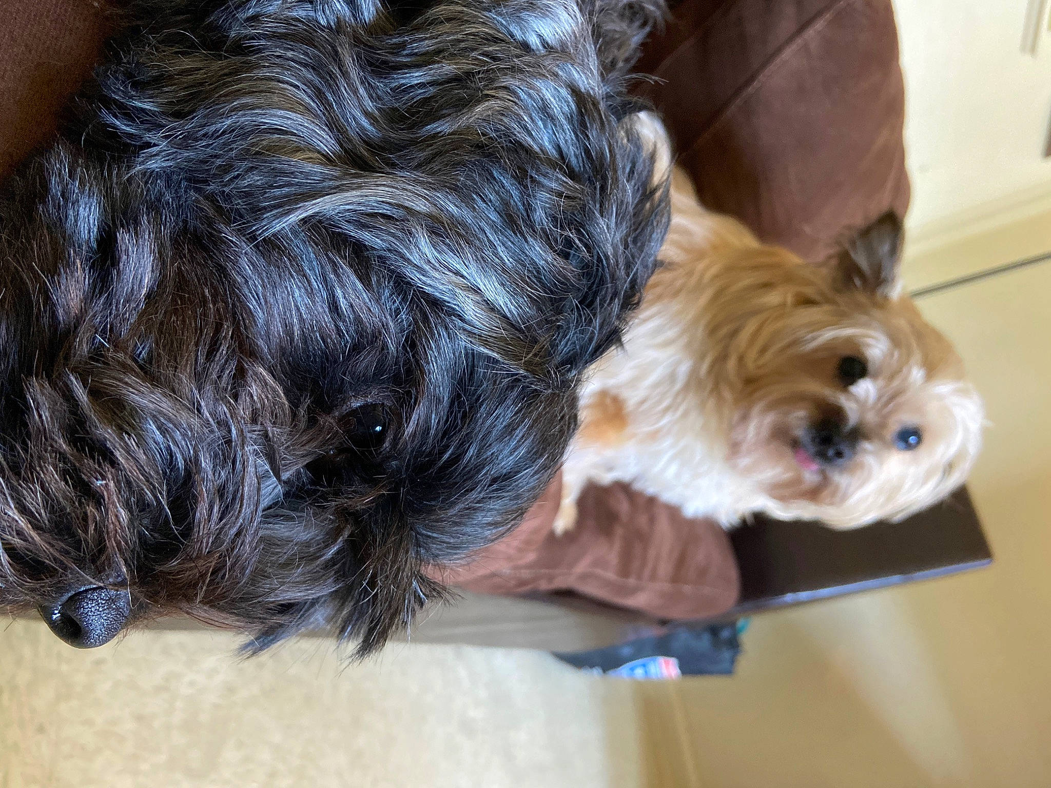 Grandpa is registered to the contest to win money with this photo: bolonka, canidae, carnivore, dog, dog_breed, ear, fawn, fur, hair, mammal, morkie, puppy, small_terrier, sporting_group, terrier, toy_dog, yorkshire_terrier