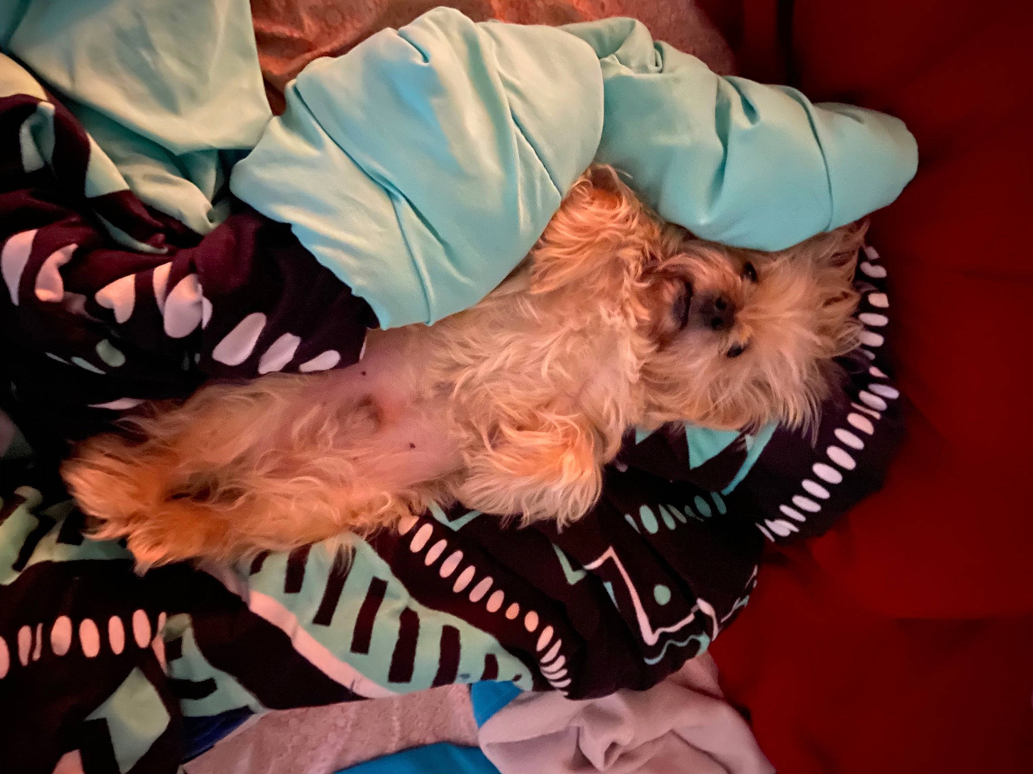 Grandpa joined the competition — help win amazing prizes! cairn_terrier, canidae, carnivore, companion_dog, dog, dog_breed, dog_clothes, maltese, miniature_schnauzer, morkie, puppy, puppy_love, schnoodle, small_terrier, snout, sporting_group, terrier, toy_dog, west_highland_white_terrier, yorkshire_terrier