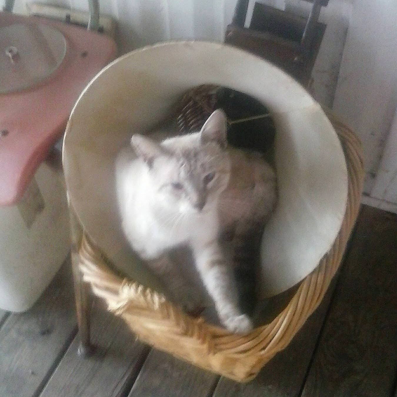 Lonely is registered to the contest to win money with this photo: box, carnivore, cat, cat_bed, cat_supply, comfort, domestic_short_haired_cat, felidae, flooring, fur, hardwood, paw, pet_supply, small_to_medium_sized_cats, snout, tail, whiskers, wood