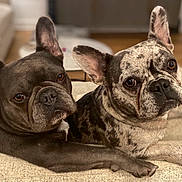 Gigi And Cozi is registered to the contest to win money with this photo: dog, french_bulldog, pet, couch, indoor, pair, closeup, ears, eyes, paws, brindle, companionship, domestic, portrait, adorable, fur, looking_at_camera, cozy, living_room, relaxed