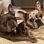 dog, french_bulldog, pet, couch, indoor, pair, closeup, ears, eyes, paws, brindle, companionship, domestic, portrait, adorable, fur, looking_at_camera, cozy, living_room, relaxed