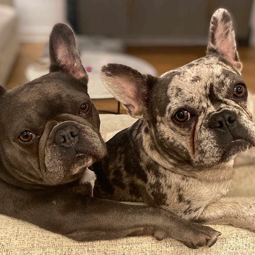 Gigi And Cozi is registered to the contest to win money with this photo: adorable, brindle, closeup, companionship, couch, cozy, dog, domestic, ears, eyes, french_bulldog, fur, indoor, living_room, looking_at_camera, pair, paws, pet, portrait, relaxed