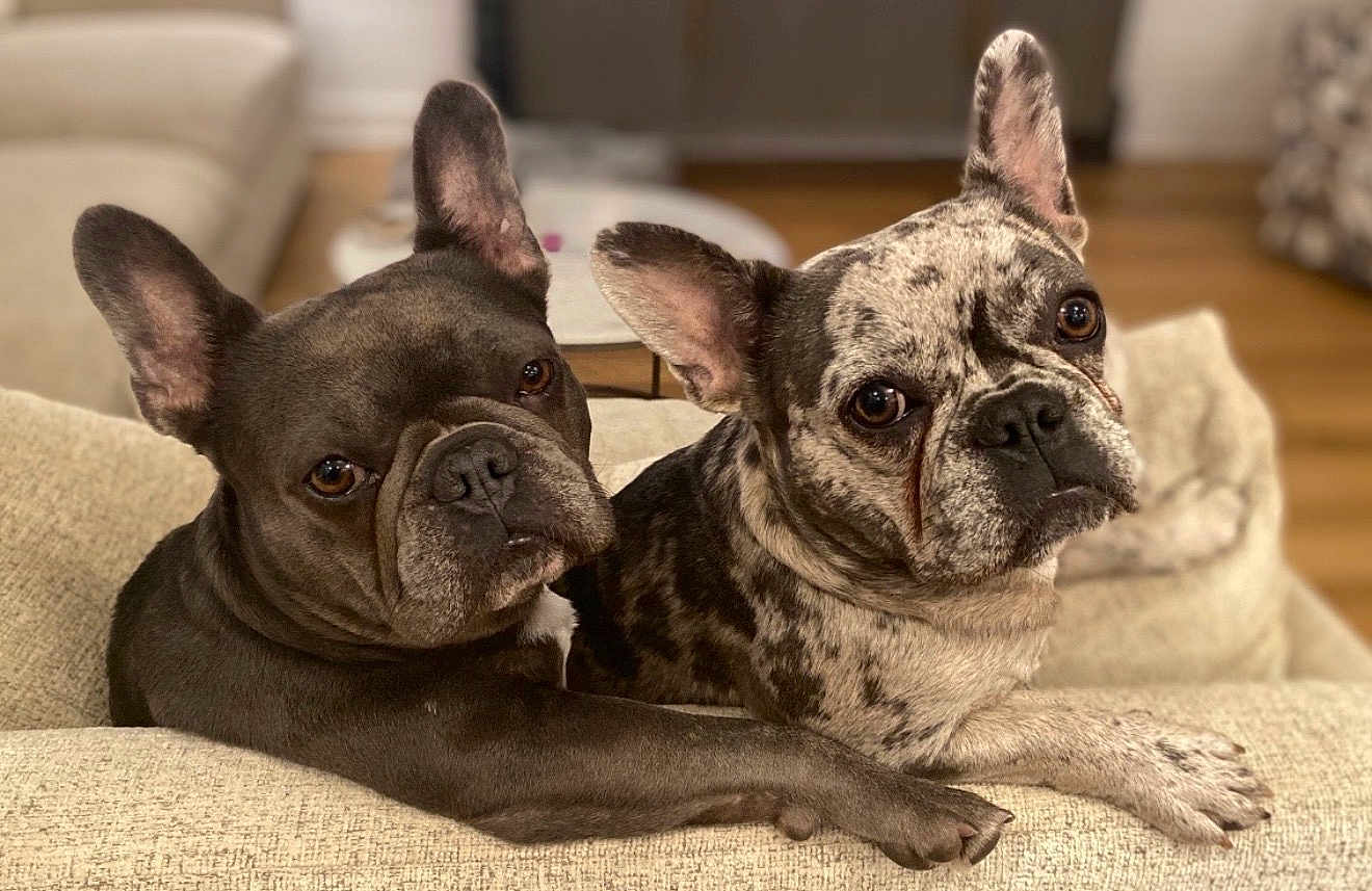 Gigi And Cozi is registered to the contest to win money with this photo: dog, french_bulldog, pet, couch, indoor, pair, closeup, ears, eyes, paws, brindle, companionship, domestic, portrait, adorable, fur, looking_at_camera, cozy, living_room, relaxed