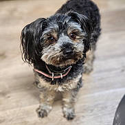 Saphira a rejoint le concours — aidez-le/la à gagner de superbes lots ! dog, pet, small_dog, shaggy, black_and_white, brown, long_hair, collar, pink_collar, standing, indoors, wooden_floor, portrait, close_up, looking_at_camera, fluffy, adorable, companion_animal, home, photography