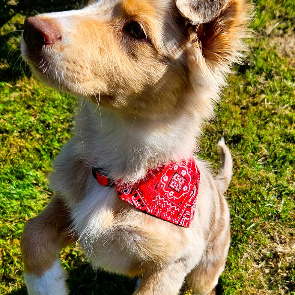 Akira participe au concours pour gagner de l'argent avec cette photo : adorable, animal, bandana, cute, dog, ears, fluffy, fur, grass, mammal, nature, nose, outdoor, pet, playing, puppy, red_bandana, sunlight, tail, young_dog