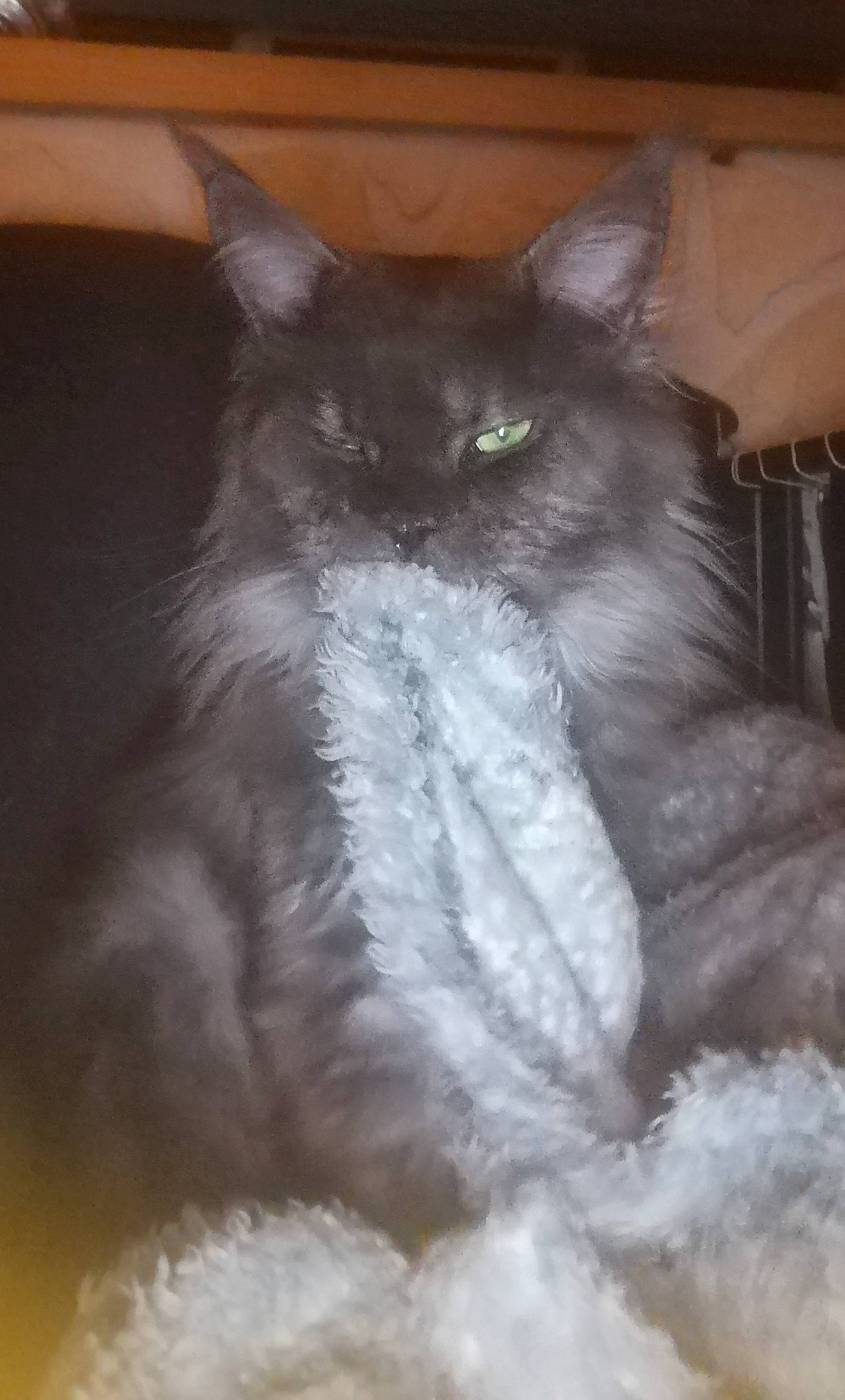 Ripley participe au concours pour gagner de l'argent avec cette photo : british_longhair, carnivore, cat, claw, felidae, fur, grey, iris, small_to_medium_sized_cats, snout, tail, terrestrial_animal, whiskers