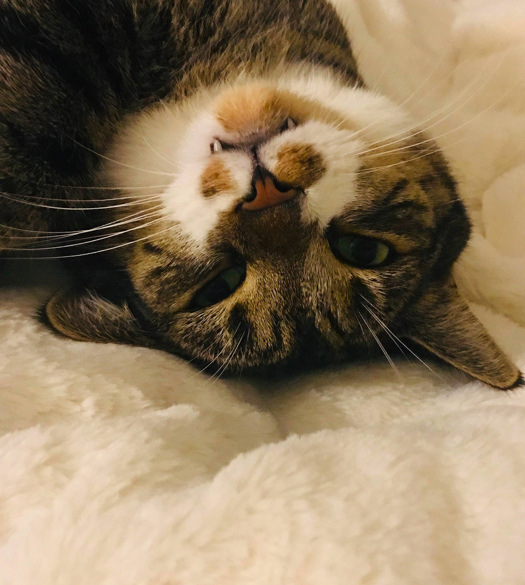 Huckleberry joined the competition — help win amazing prizes! american_shorthair, asian, carnivore, cat, claw, close_up, european_shorthair, eye, felidae, fur, kitten, mammal, nose, paw, small_to_medium_sized_cats, snout, tabby_cat, whiskers