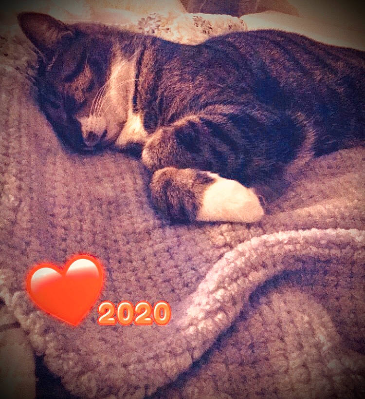 Huckleberry is registered to the contest to win money with this photo: canidae, carnivore, cat, cloud, european_shorthair, felidae, fur, love, meteorological_phenomenon, nap, night, paw, sky, sleep, small_to_medium_sized_cats, square, sunset, tabby_cat, tail, whiskers