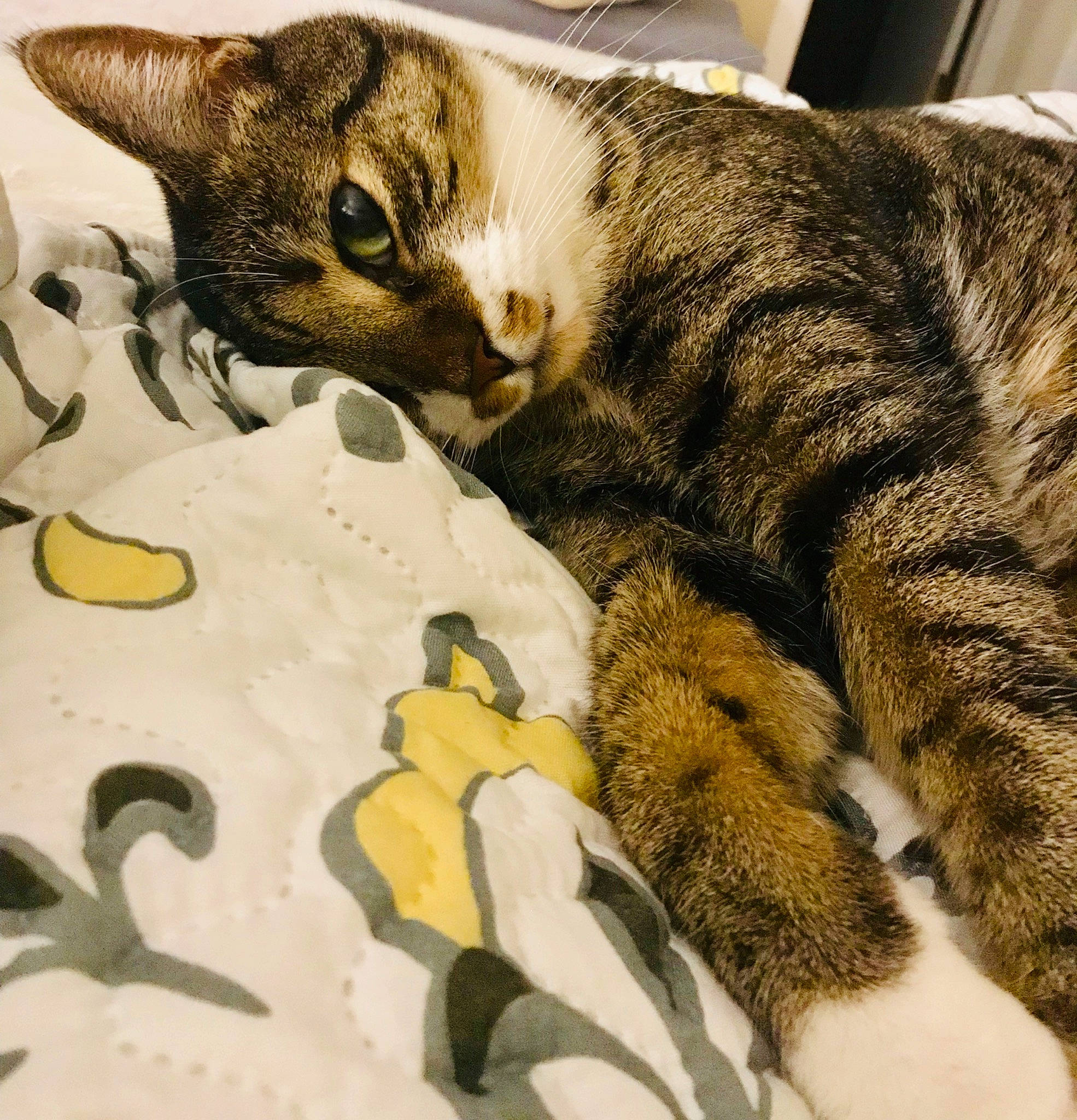 Huckleberry joined the competition — help win amazing prizes! aegean_cat, american_shorthair, american_wirehair, asian, california_spangled, carnivore, cat, domestic_short_haired_cat, dragon_li, european_shorthair, felidae, fur, german_rex, kitten, ocicat, paw, small_to_medium_sized_cats, snout, tabby_cat, whiskers