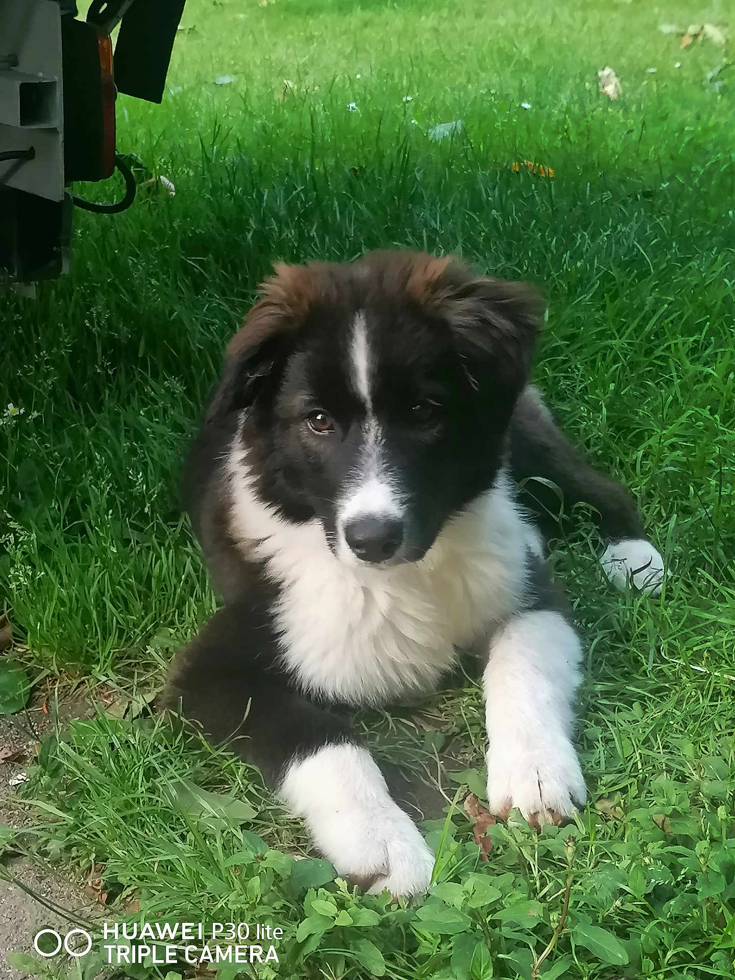 Aura a rejoint le concours — aidez-le/la à gagner de superbes lots ! puppy, dog, black_and_white, grass, outdoor, pet, animal, cute, fur, young, lying_down, nature, greenery, canine, portrait, looking_at_camera, fluffy, friendly, summer, daylight