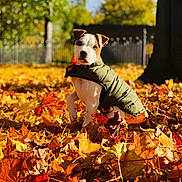 Duncan is registered to the contest to win money with this photo: dog, puppy, autumn_leaves, fall, outdoor, green_jacket, leaf_litter, sunlight, nature, tree, fence, park, cute, animal, canine, young_dog, seasonal, brown, yellow, orange