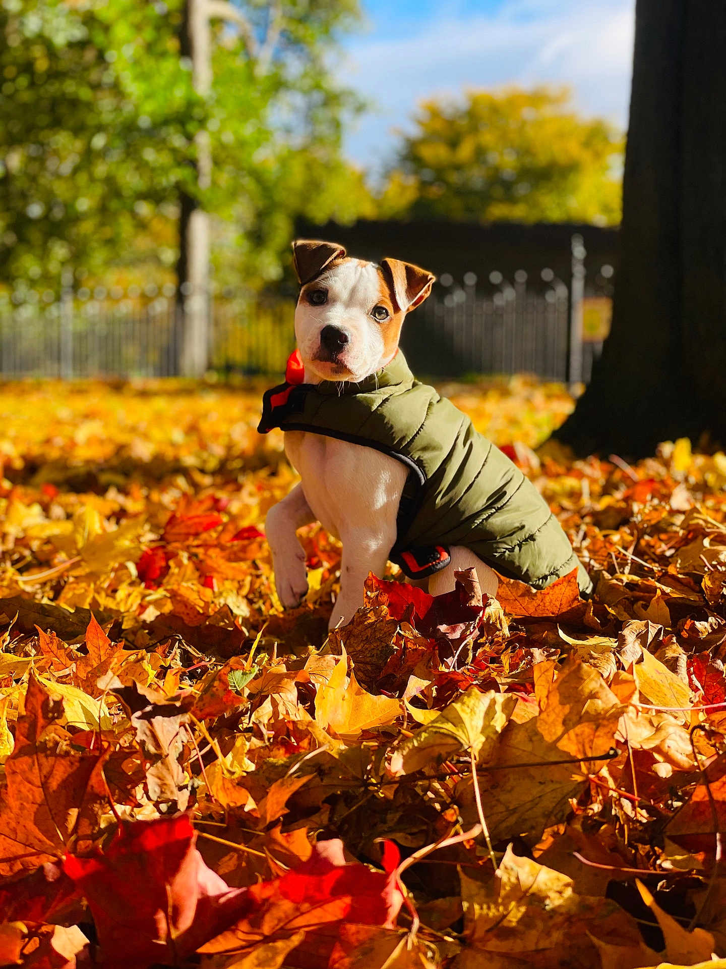 Duncan is registered to the contest to win money with this photo: dog, puppy, autumn_leaves, fall, outdoor, green_jacket, leaf_litter, sunlight, nature, tree, fence, park, cute, animal, canine, young_dog, seasonal, brown, yellow, orange