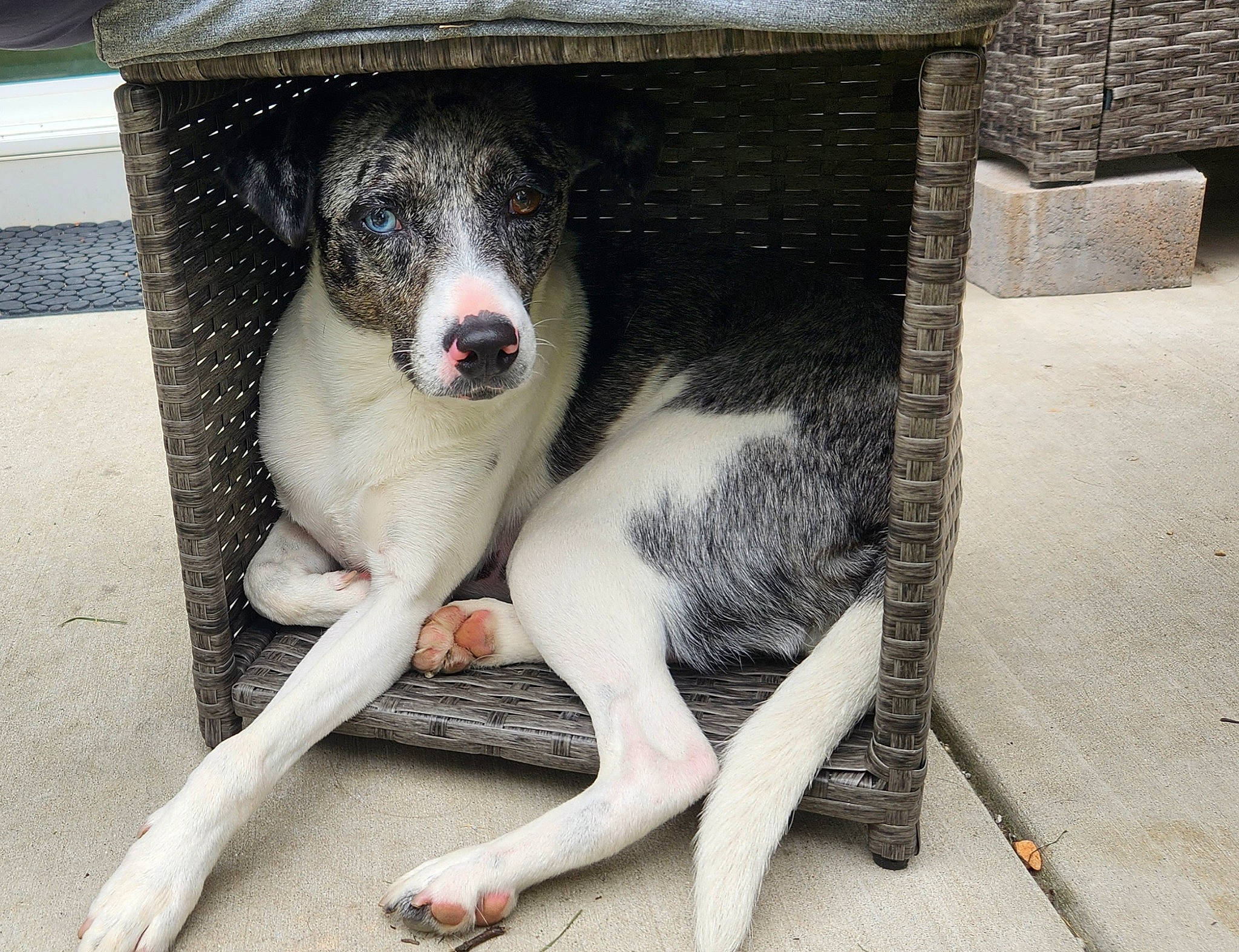 Blue joined the competition — help win amazing prizes! canidae, carnivore, companion_dog, dog, dog_breed, fang, foot, fur, grey, jaw, non_sporting_group, paw, sporting_group, tail, terrestrial_animal, whiskers, window, working_animal, working_dog