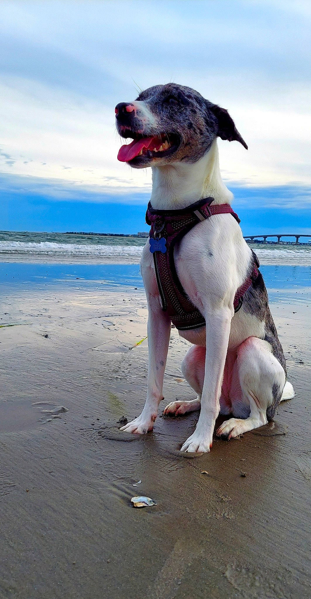 Blue is registered to the contest to win money with this photo: beach, blue, canidae, carmine, carnivore, cloud, collar, companion_dog, dog, dog_breed, dog_collar, dog_supply, fawn, non_sporting_group, ocean, sky, snout, sporting_group, water, working_animal