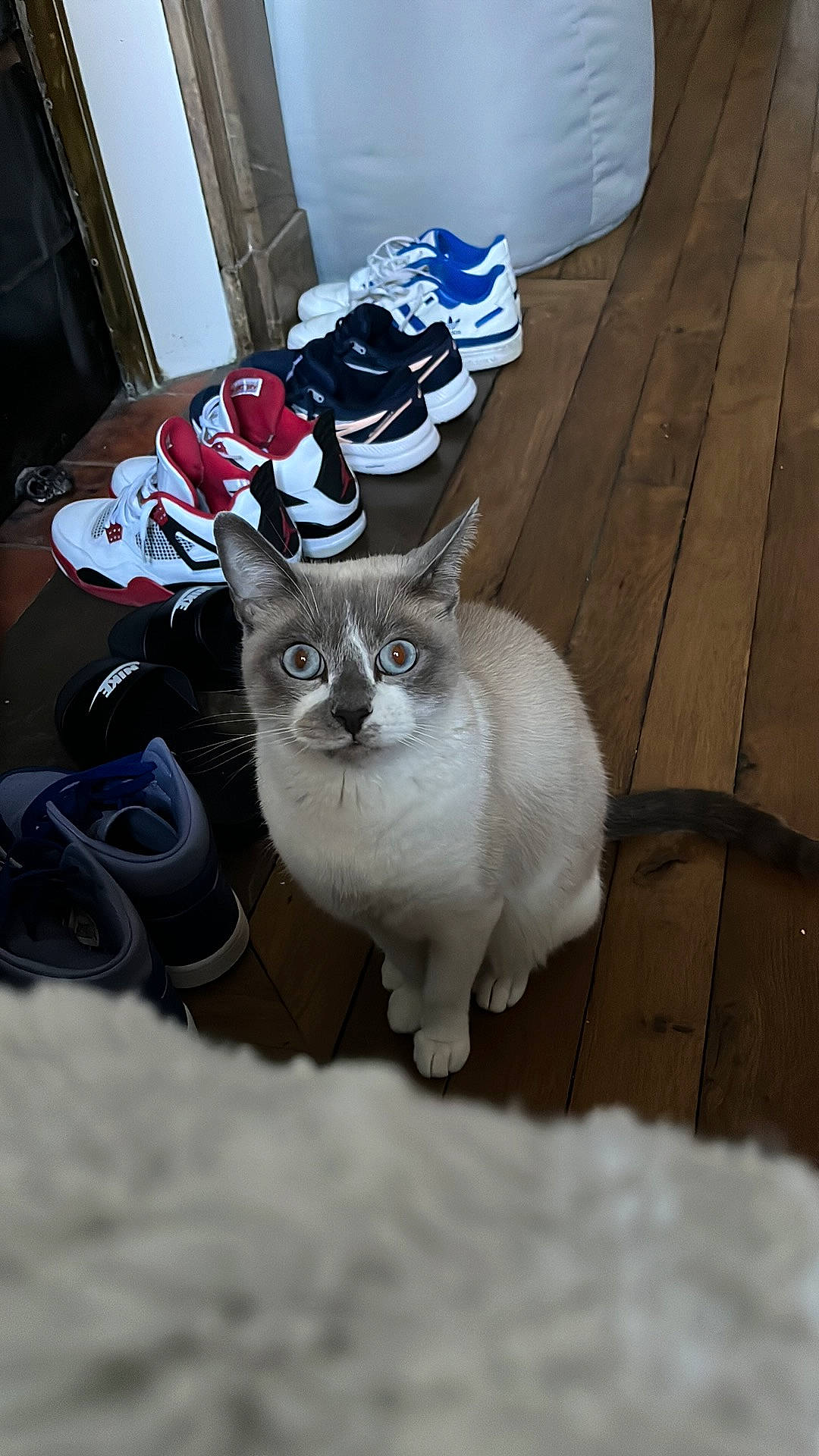 Blue a rejoint le concours — aidez-le/la à gagner de superbes lots ! automotive_tire, carmine, carnivore, cat, claw, domestic_short_haired_cat, felidae, flooring, fur, grey, hardwood, paw, sitting, small_to_medium_sized_cats, snow, tail, whiskers, winter, wood