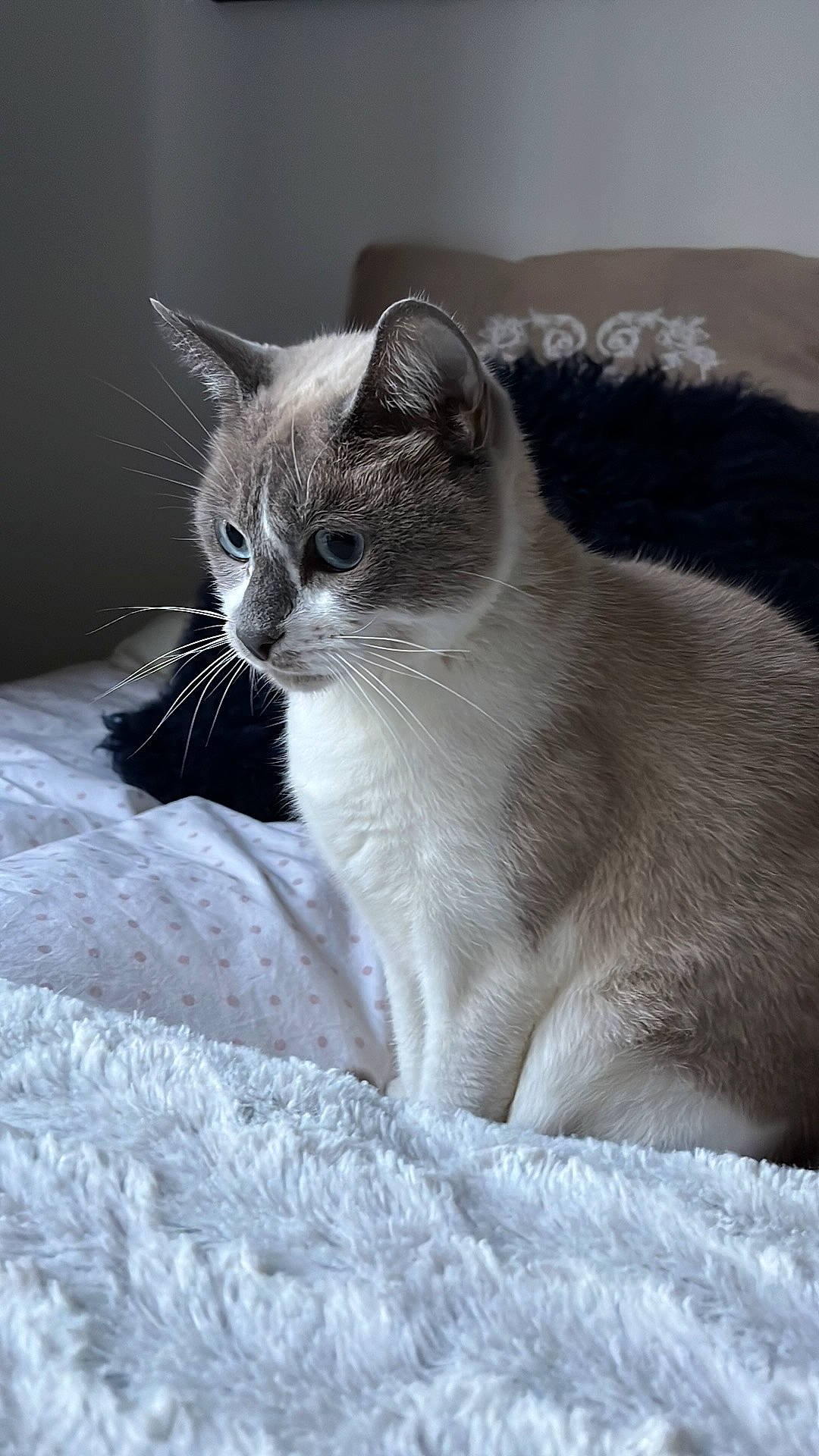 Blue a rejoint le concours — aidez-le/la à gagner de superbes lots ! carnivore, cat, comfort, domestic_short_haired_cat, eye, felidae, freezing, fur, grey, iris, monochrome_photography, paw, sitting, small_to_medium_sized_cats, snout, snow, tail, terrestrial_animal, whiskers, window