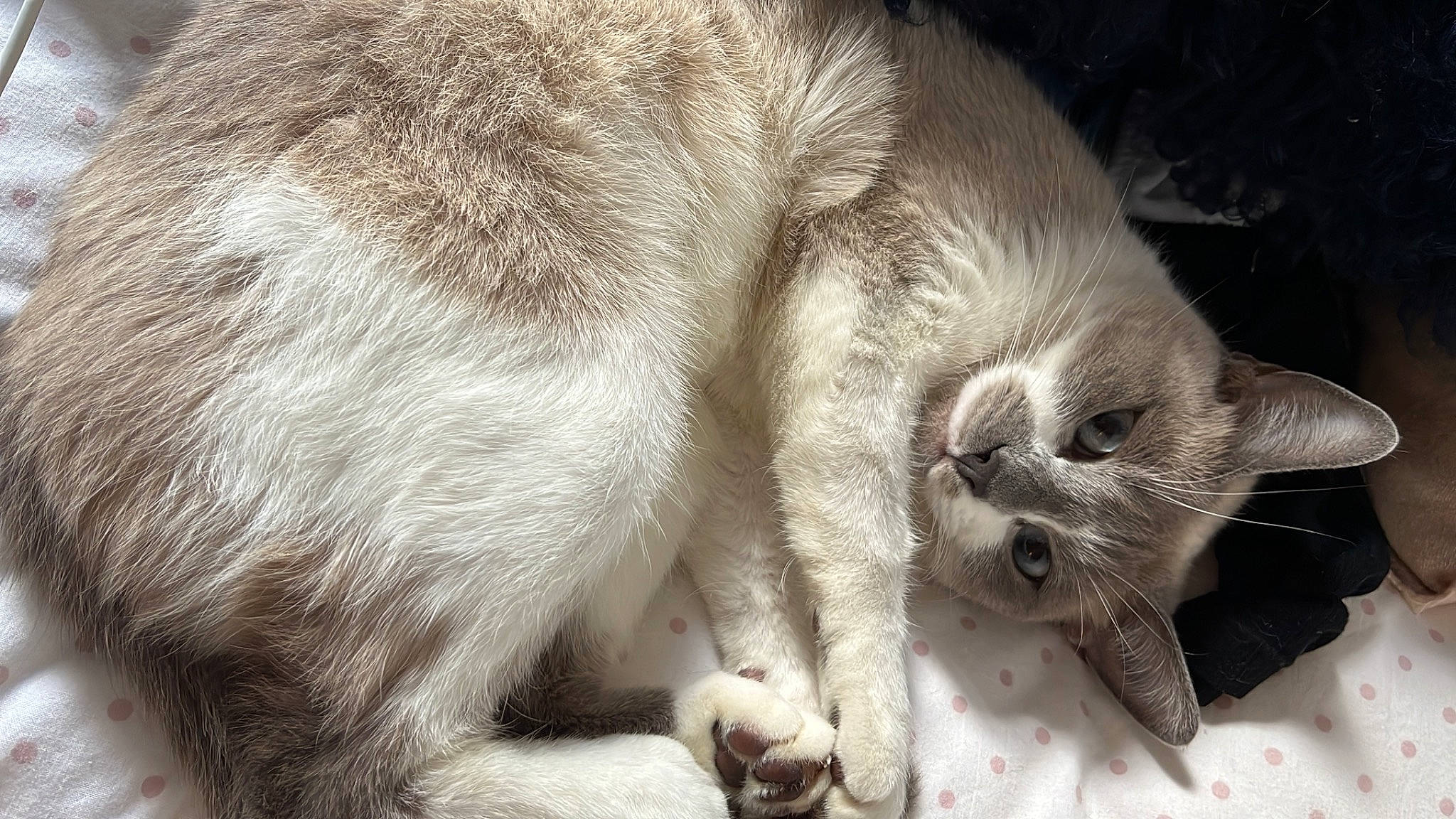 Blue a rejoint le concours — aidez-le/la à gagner de superbes lots ! carnivore, cat, claw, comfort, domestic_short_haired_cat, felidae, foot, fur, grey, nap, paw, sleep, small_to_medium_sized_cats, snout, tail, terrestrial_animal, whiskers, wildlife