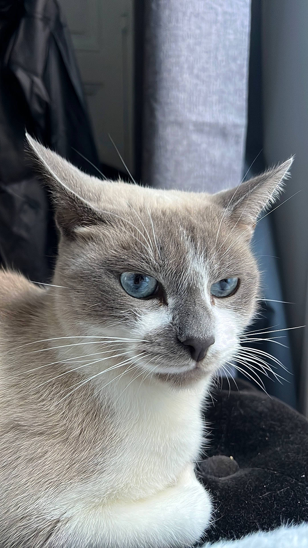 Blue participe au concours pour gagner de l'argent avec cette photo : carnivore, cat, comfort, domestic_short_haired_cat, eye, felidae, fur, grey, monochrome_photography, small_to_medium_sized_cats, snout, terrestrial_animal, whiskers, window