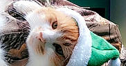 Jinxy is registered to the contest to win money with this photo: cat, animal, pet, elf_hat, holiday, christmas, camo_pattern, blanket, fur, whiskers, indoors, cute, costume, green, white, orange, relaxed, face, portrait, cozy