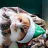 cat, animal, pet, elf_hat, holiday, christmas, camo_pattern, blanket, fur, whiskers, indoors, cute, costume, green, white, orange, relaxed, face, portrait, cozy