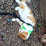 Jinxy joined the competition — help win amazing prizes! cat, orange_cat, white_cat, harness, leash, outdoor, gravel, leaves, tree_trunk, playful, pet, animal, fur, nature, ground, resting, domestic_cat, cute, fluffy, relaxed