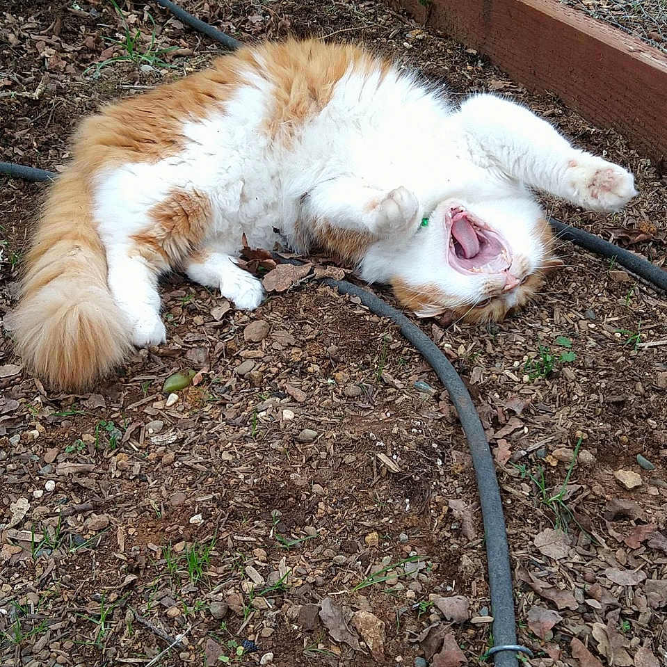 Jinxy is registered to the contest to win money with this photo: cat, orange_cat, white_cat, fluffy_cat, garden, dirt, leaves, hose, fence, outdoor, pet, animal, stretching, yawning, playful, relaxed, nature, wood, soil, wire_fence