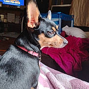 Lillie Belle joined the competition — help win amazing prizes! dog, small_dog, chihuahua, black_and_tan, pet, ears_up, profile_view, collar, blanket, indoor, living_room, sofa, pillow, television, side_view, nose, whiskers, fur, cozy, furniture