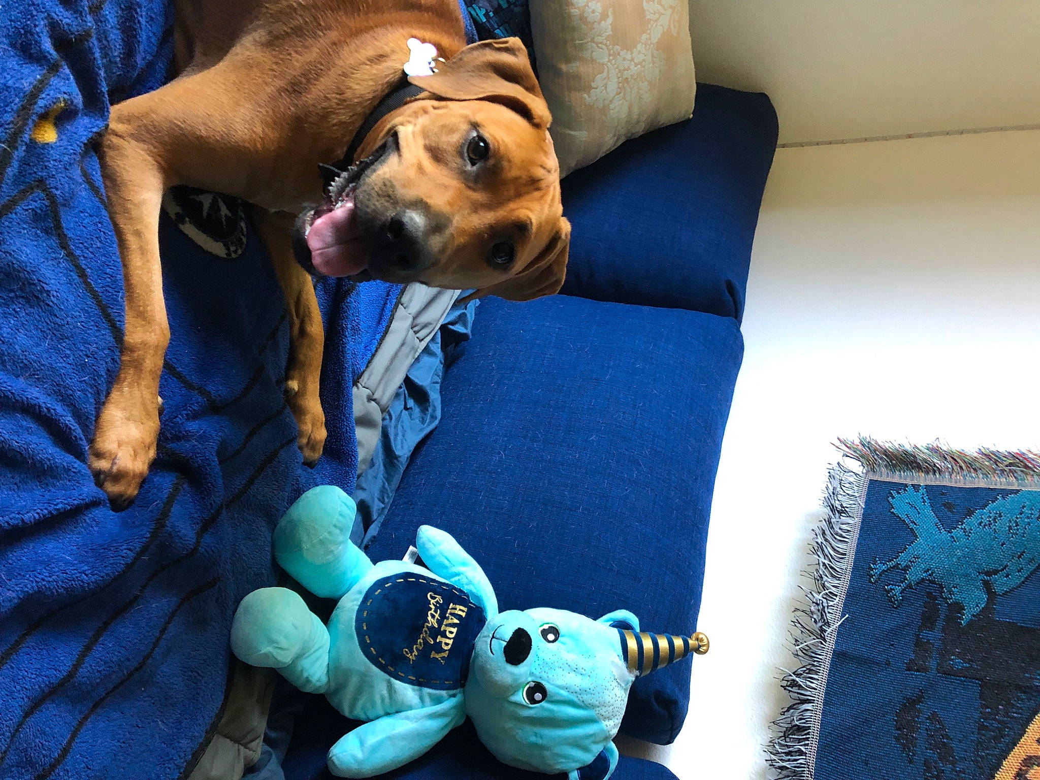 Boone is registered to the contest to win money with this photo: blue, carnivore, comfort, companion_dog, couch, dog, dog_breed, electric_blue, fawn, gadget, linens, mammal, pillow, plush, purple, room, stuffed_toy, toy, toy_dog, vertebrate