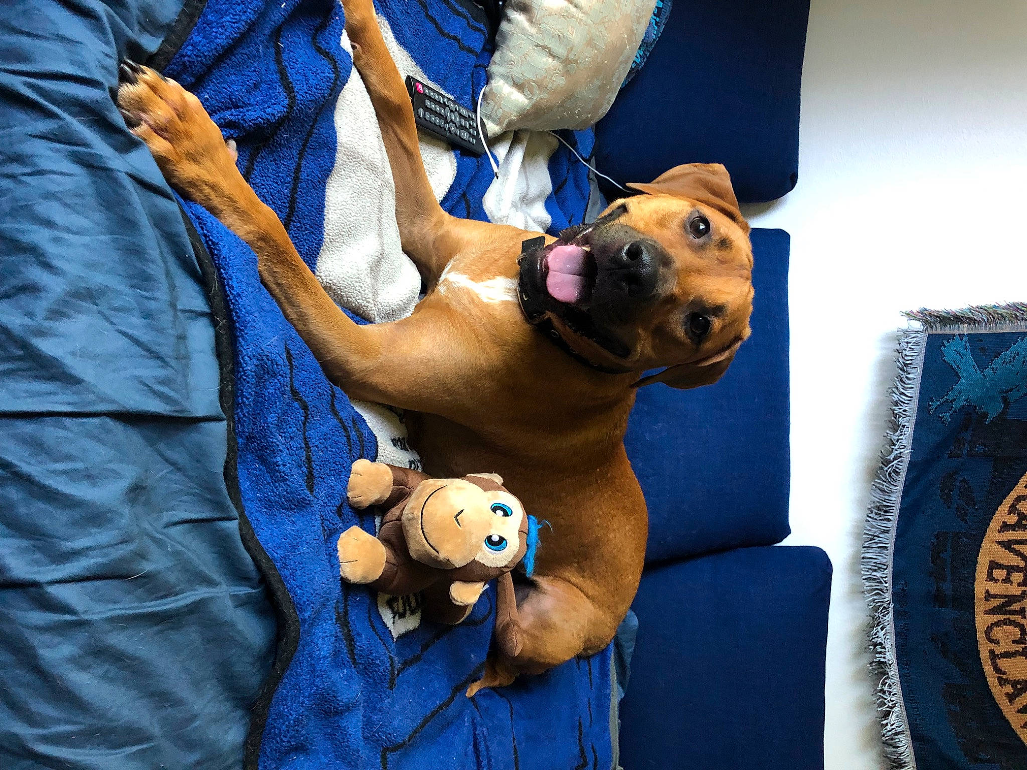 Boone joined the competition — help win amazing prizes! abdomen, blue, canidae, carnivore, companion_dog, dog, dog_breed, elbow, electric_blue, fawn, fun, fur, knee, leisure, room, sporting_group, sunglasses, teddy_bear, thigh, toy