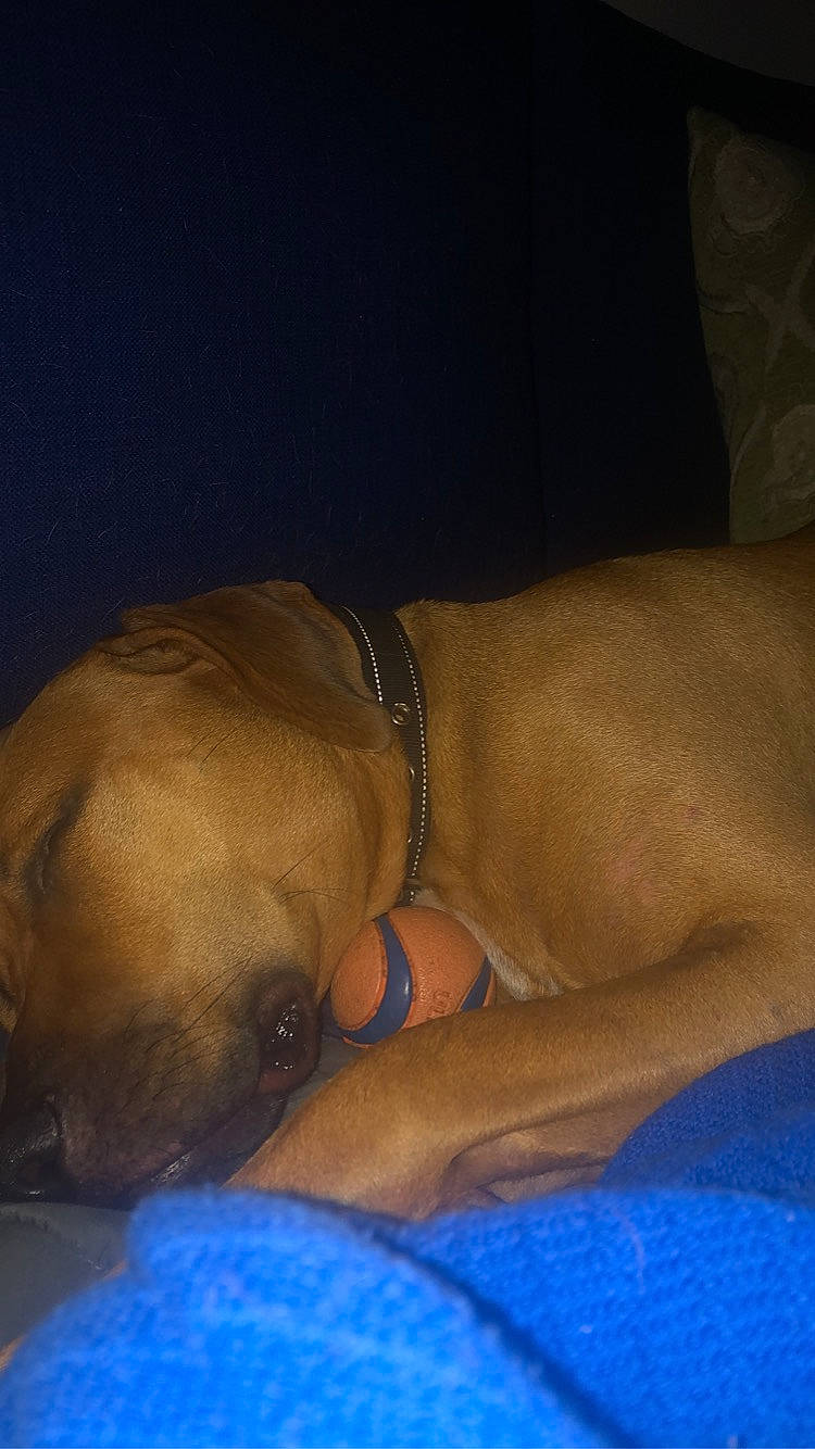 Boone joined the competition — help win amazing prizes! carnivore, chest, comfort, companion_dog, dog, dog_breed, elbow, fawn, foot, human_body, human_leg, knee, leg, snout, sporting_group, thigh, trunk, whiskers, working_animal, wrist