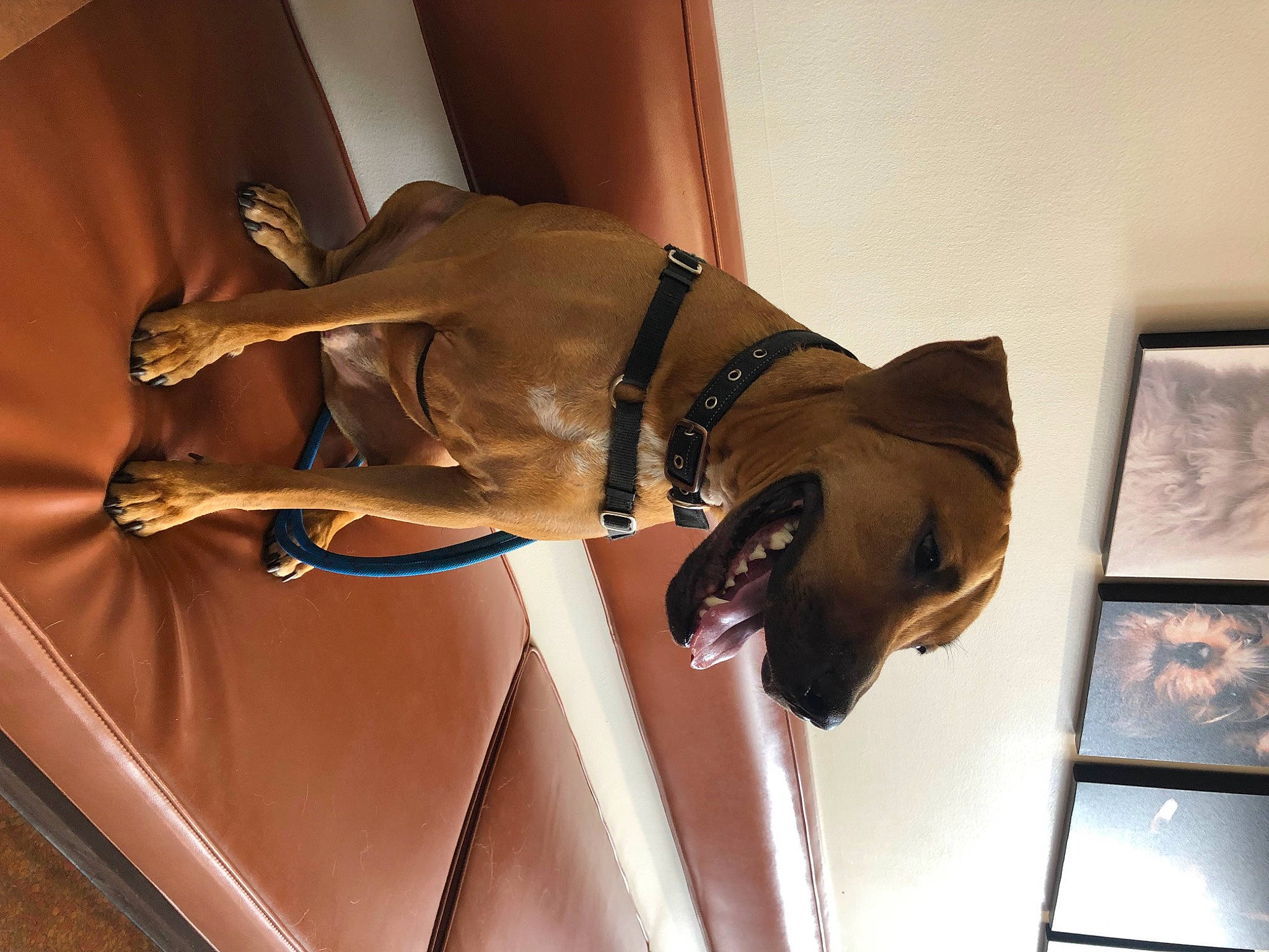 Boone is registered to the contest to win money with this photo: carnivore, collar, comfort, dog, dog_breed, door, elbow, fawn, fur, gesture, guard_dog, room, sleeve, sporting_group, wood, wrist