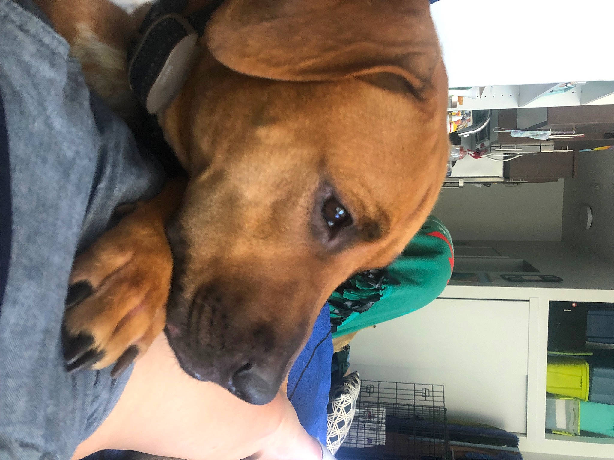 Boone joined the competition — help win amazing prizes! canidae, carnivore, collar, companion_dog, dog, dog_breed, dog_collar, dog_supply, ear, fawn, fur, guard_dog, hat, sporting_group, whiskers, working_animal, working_dog