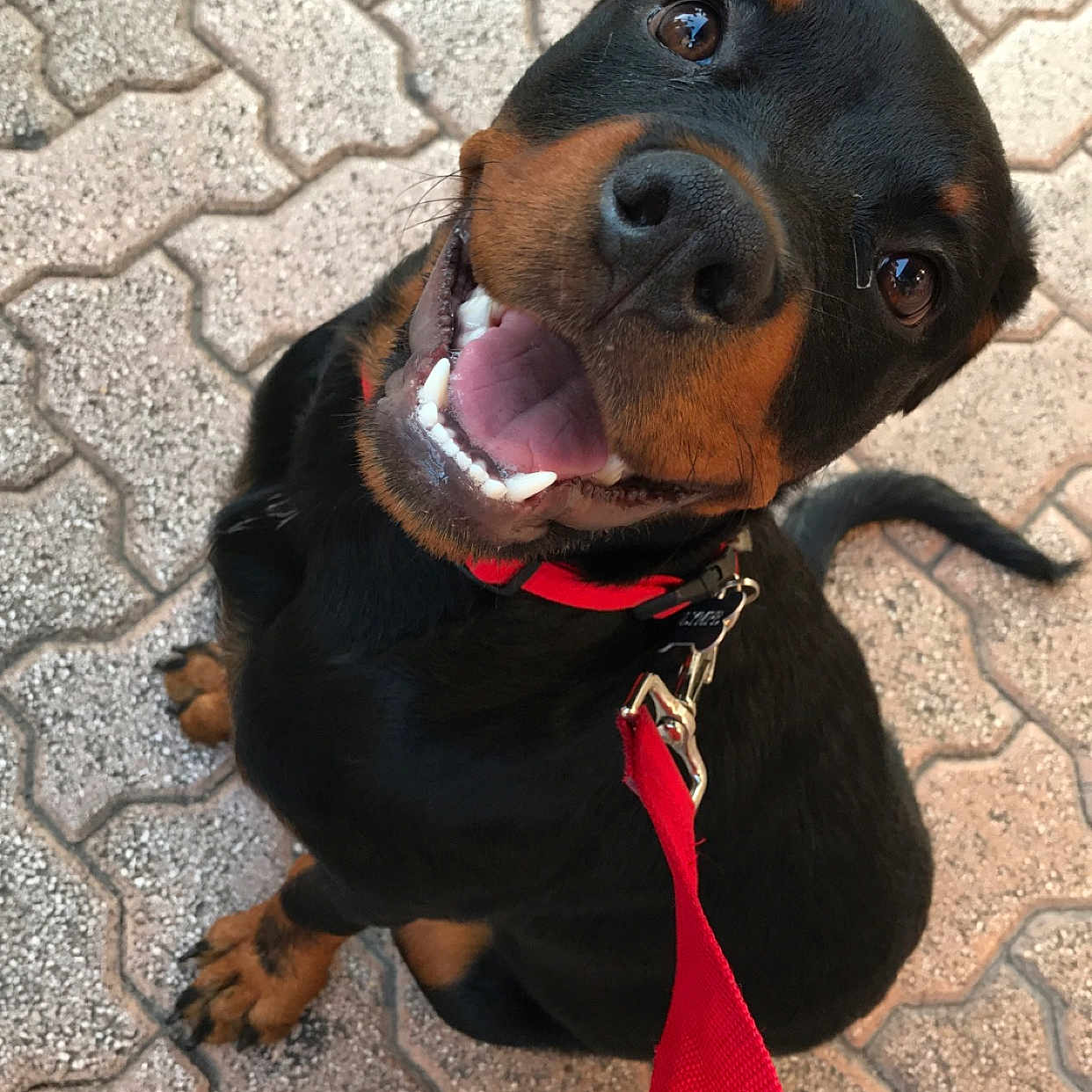Olympe participe au concours pour gagner de l'argent avec cette photo : austrian_black_and_tan_hound, carnivoran, dobermann, dog, dog_breed, dog_breed_group, dog_like_mammal, guard_dog, pinscher, puppy, rottweiler, snout