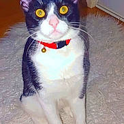 Ninou a rejoint le concours — aidez-le/la à gagner de superbes lots ! alert, animal, cat, curious, cute, domestic_cat, door, ears, floor, fluffy_rug, fur, home, indoor, looking, pet, red_collar, sitting, tuxedo_cat, whiskers, yellow_eyes