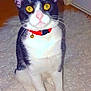 alert, animal, cat, curious, cute, domestic_cat, door, ears, floor, fluffy_rug, fur, home, indoor, looking, pet, red_collar, sitting, tuxedo_cat, whiskers, yellow_eyes