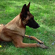 Havanne a rejoint le concours — aidez-le/la à gagner de superbes lots ! alert, animal, belgian_malinois, canine, daylight, dog, ears_up, field, fur, grass, greenery, laying_down, muzzle, nature, outdoor, pet, resting, side_view, summer, wildflowers