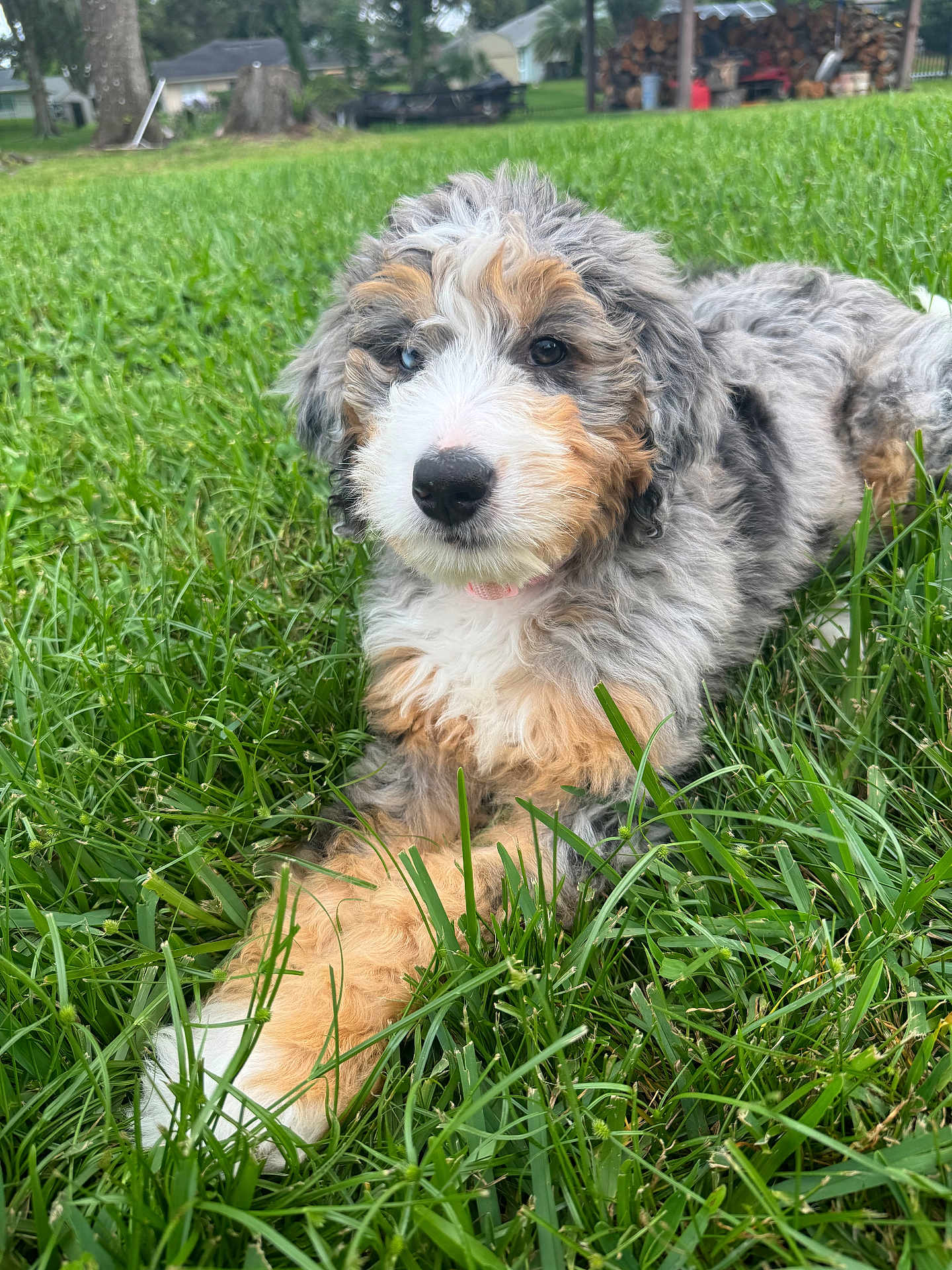 Winnie is registered to the contest to win money with this photo: puppy, dog, grass, outdoor, pet, animal, fur, cute, nature, green, young, playful, mammal, canine, laying, adorable, fluffy, portrait, summer, garden