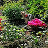 Ruby participe au concours pour gagner de l'argent avec cette photo : dog, garden, flowers, pink_flowers, greenery, bushes, plants, outdoor, pet, small_dog, yard, nature, sunlight, daylight, grass, shrub, canine, flora, summer, landscape