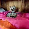 dog, small_dog, bed, bedding, blanket, pillow, wooden_wall, indoor, pet, fur, collar, curious, animal, cute, resting, lying_down, cozy, pink, orange, comfortable