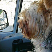 Ruby participe au concours pour gagner de l'argent avec cette photo : dog, pet, vehicle, window, fur, side_view, car_interior, seat, sunlight, closeup, animal, canine, looking_out, transportation, daytime, travel, road_trip, companion, fluffy, domestic_animal
