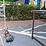dog, outdoor, camping, mat, table, chair, greenery, tree, hedge, gravel, pet, relaxing, leisure, daytime, small_dog, red_harness, folding_table, folding_chair, nature, quiet