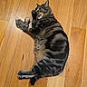 cat, tabby, pet, animal, floor, wooden_floor, toy, plush_toy, mouse_toy, licking, paw, lying_down, relaxed, indoor, domestic_animal, striped, feline, cute, playful, cozy