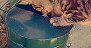 Keanu is registered to the contest to win money with this photo: animal, cat, close_up, collar, concrete, curious, daylight, garden, grass, green, investigating, metal, nature, outdoor, pet, side_view, tabby, texture, watering_can, wood